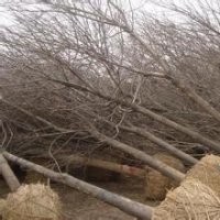 供應(yīng)白蠟、速生柳