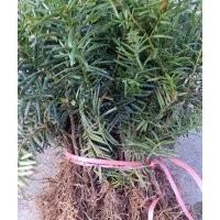 高20--35公分東北紅豆杉2年扦插苗