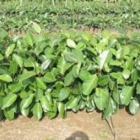 高山榕小苗批發(fā)