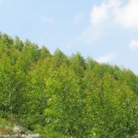 桉樹小苗批發(fā)