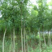 核桃苗、山楂苗、蘋(píng)果苗、梨樹(shù)苗、櫻桃苗、海棠苗、鈣果苗、國(guó)槐