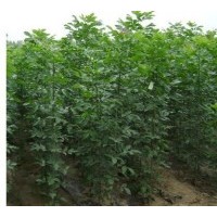 1-4米高的速生法桐.速生白蠟 速生國槐.