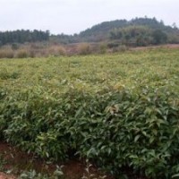 江西香樟，江西青楓小苗，江西造林苗，綠化苗價(jià)格