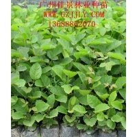 黃花風(fēng)鈴木種苗、營養(yǎng)苗黃花風(fēng)鈴木種子大量供應(yīng)量大從優(yōu)