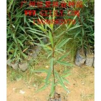 買(mǎi)水石榕樹(shù)苗水石榕種苗到廣州佳景林業(yè)種苗苗圃