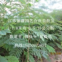 1-2公分粗紅花合歡苗基地直銷買優(yōu)質(zhì)合歡苗就到江蘇紫薇園藝