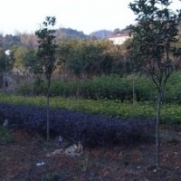 大量出售紅花繼木、毛杜鵑、羅漢松等