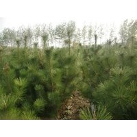 江蘇黑松苗供應(yīng)商1米高黑松價(jià)格黑松工程苗常年青綠