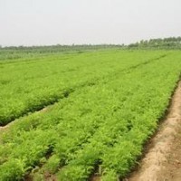 供應(yīng)皂角苗