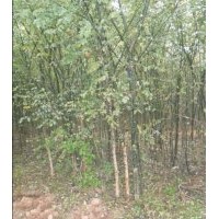 山西國(guó)槐苗國(guó)槐基地