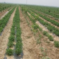 供應(yīng)山東速生楊 速生楊價格法桐北欒金綿木臻樟園林