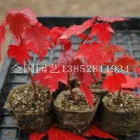 艷麗奪目的彩色樹(shù)種紅楓苗1米高紅楓苗大量出售