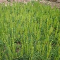 側(cè)柏苗1-2米定值側(cè)柏苗油松苗大量出售