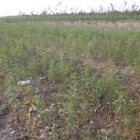 皂角苗價格皂角苗供應