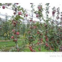 紅色之愛蘋果 紅色之愛蘋果苗