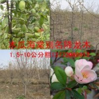 木瓜海棠樹苗2-10公分粗木瓜海棠苗降龍木苗基地直銷