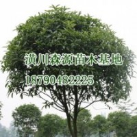 河南2公分四季桂|河南2公分四季桂價格