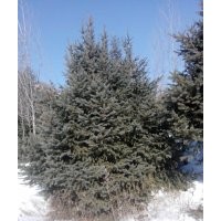 自家云杉，青白仟