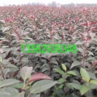 北美海棠|果樹盆景|桃樹苗|冬紅果海棠|垂絲海棠