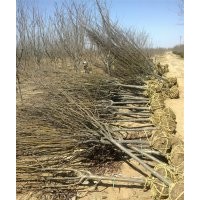 綠化樹苗供應(yīng)