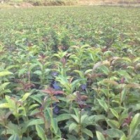 供應(yīng)桂花牙苗,羅漢松小苗,香樟小苗