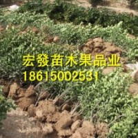 我出大量供應(yīng)優(yōu)質(zhì)大葉黃楊50以上黃楊苗