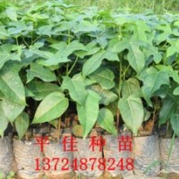 供應澳洲火焰木種苗 20~100CM優(yōu)質綠化工程苗木歡迎詢價