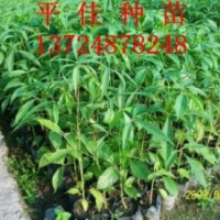 本地木棉樹苗本地木棉小苗本地木棉種苗本地木棉袋苗