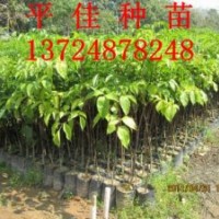 出售廣傘楓綠化小袋苗小樹苗造林苗