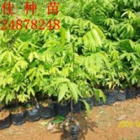 長期特價供應(yīng)人面子種苗