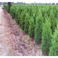 大量銷(xiāo)售側(cè)柏苗