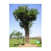 苗圃供應7-8公分國槐價格不貴