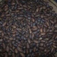 含笑種子常年特價供應品質保證貨到付款