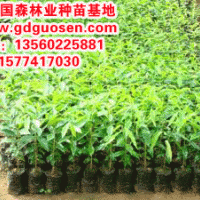 土沉香—土沉香小苗_土沉香種苗