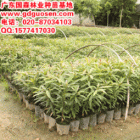 金黃熊貓—金黃熊貓小苗-廣西金黃熊貓價(jià)格