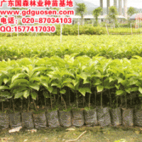 樂昌含笑—樂昌含笑小苗_樂昌含笑價格