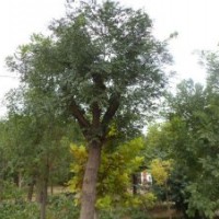 供應(yīng)國(guó)槐小苗，速生法桐，合歡，白蠟等綠化苗木