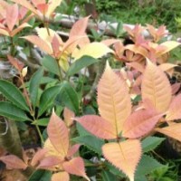 珍珠彩葉桂-國色天香-五彩桂 稀有名貴品種