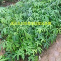 供應(yīng)美麗異木棉,美人樹,南美木棉小苗