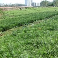 10公分高白皮松小苗、20公分高白皮松小苗、30公分高白皮松小苗