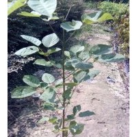 新品種上市紫花風(fēng)鈴木小苗