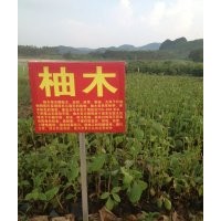 大量供應(yīng)海南黃花梨，柚木，金絲楠，沉香等樹苗