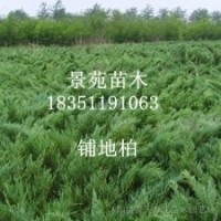 江蘇苗木鋪地柏價格
