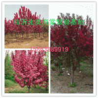 北美海棠 木瓜苗 王族海棠