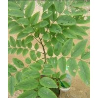 廣東黃花梨苗、海南黃花梨苗供應(yīng)、精品黃花梨苗