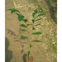 廣東沉香苗 土沉香苗價(jià)格 廣東精品沉香苗