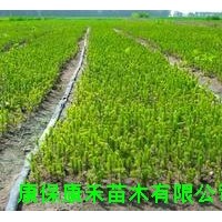 杯栽云杉種苗20-120cm
