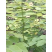 金枝國(guó)槐、金葉國(guó)槐，金葉白蠟、紫色秋天 、北欒、五角楓、絲棉