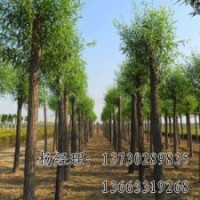 垂柳海源苗木廠家出售