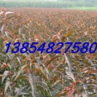 基地直銷紅葉碧桃苗——2013碧桃苗暢銷品種